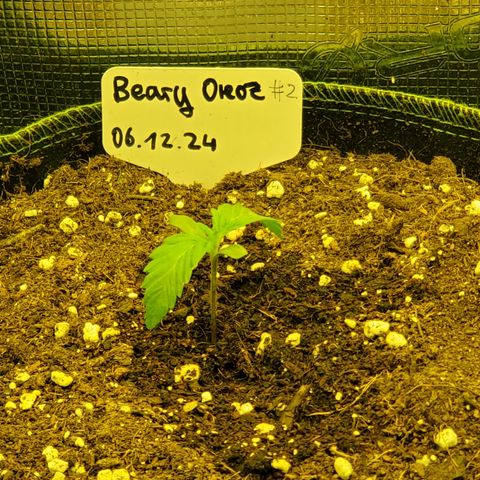 Beary Oreoz  #3 growlog timeline photo