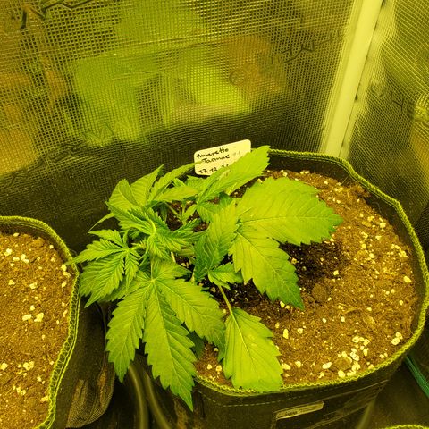Amaretto Tarmac #1 growlog timeline photo