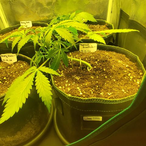 Tropical Zmoothie #1 growlog timeline photo