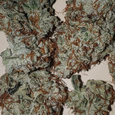 MephistOreoz #2 growlog timeline photo