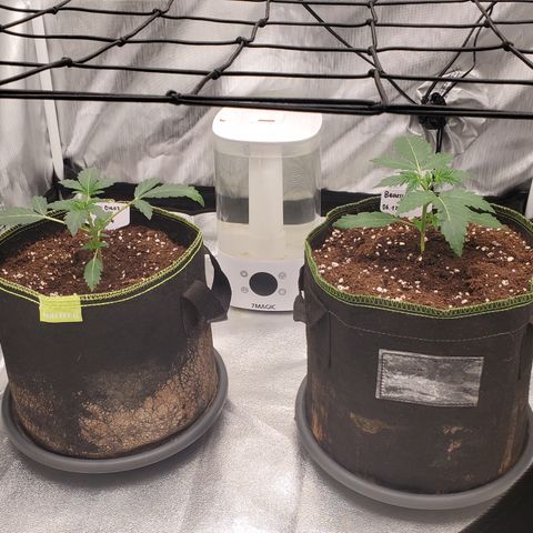 Beary Oreoz  #3 growlog timeline photo