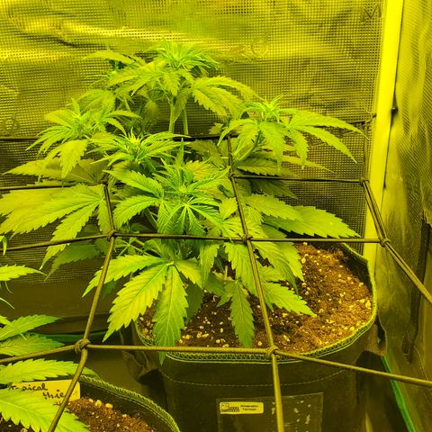 Tropical Zmoothie #1 growlog timeline photo