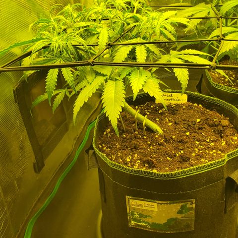 Tropical Zmoothie #1 growlog timeline photo