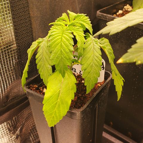 Lemon Cherry Gelato #1 growlog photo