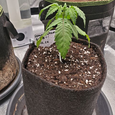 Lemon Cherry Gelato #1 growlog photo