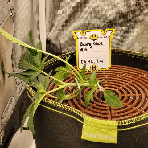 Beary Oreoz  #3 growlog timeline photo