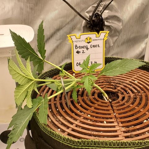 Beary Oreoz  #2 growlog timeline photo