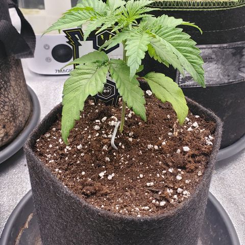 Lemon Cherry Gelato #1 growlog photo