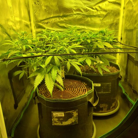 Tropical Zmoothie #1 growlog timeline photo