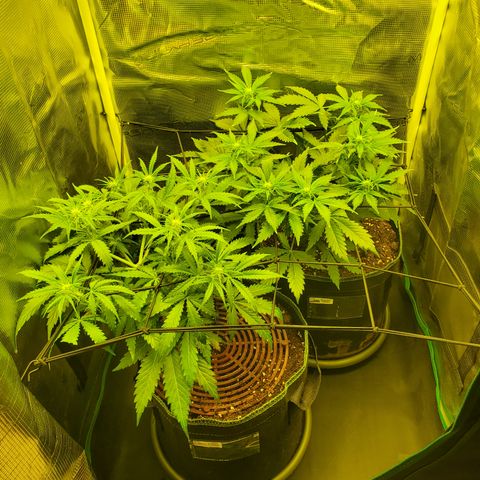 Tropical Zmoothie #1 growlog timeline photo