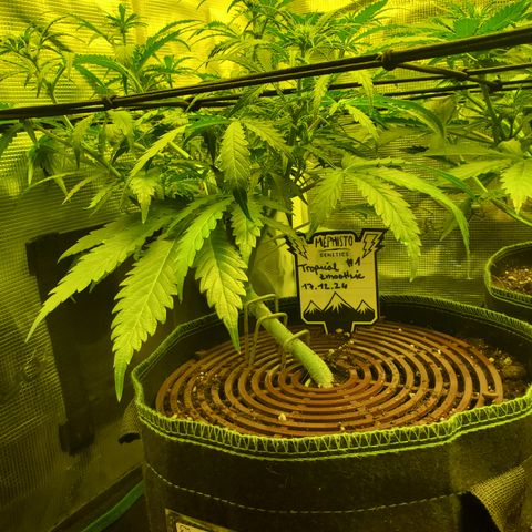 Tropical Zmoothie #1 growlog timeline photo