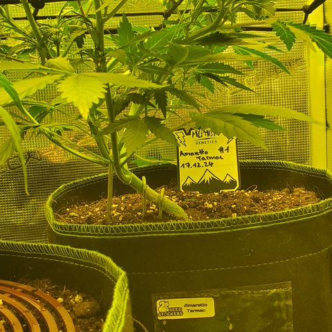 Amaretto Tarmac #1 growlog timeline photo