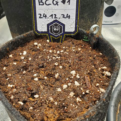 Black Cherry Gushers #1 growlog timeline photo