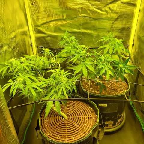 Tropical Zmoothie #1 growlog timeline photo