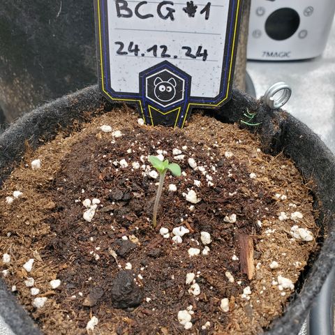 Black Cherry Gushers #1 growlog timeline photo