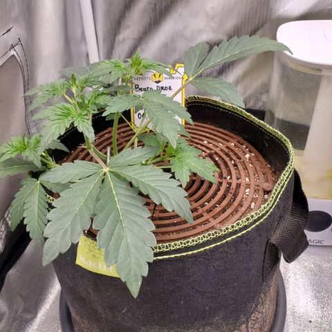 Beary Oreoz  #3 growlog timeline photo