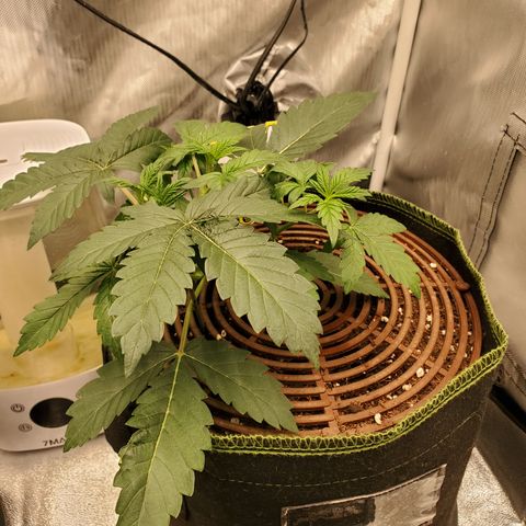 Beary Oreoz  #2 growlog timeline photo