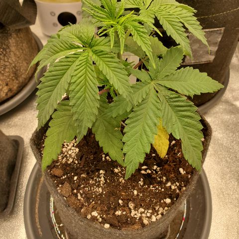 Lemon Cherry Gelato #1 growlog timeline photo