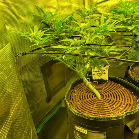 Tropical Zmoothie #1 growlog timeline photo