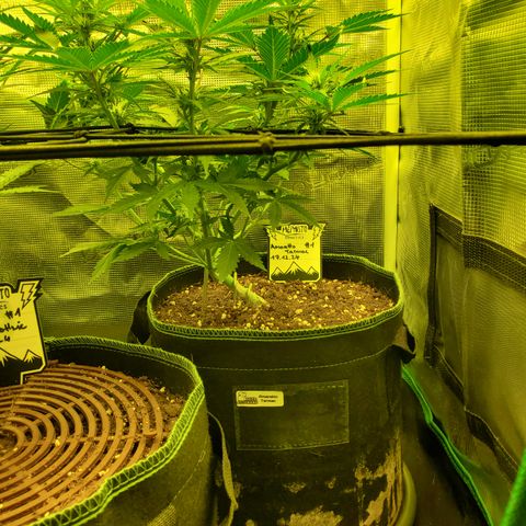 Amaretto Tarmac #1 growlog timeline photo