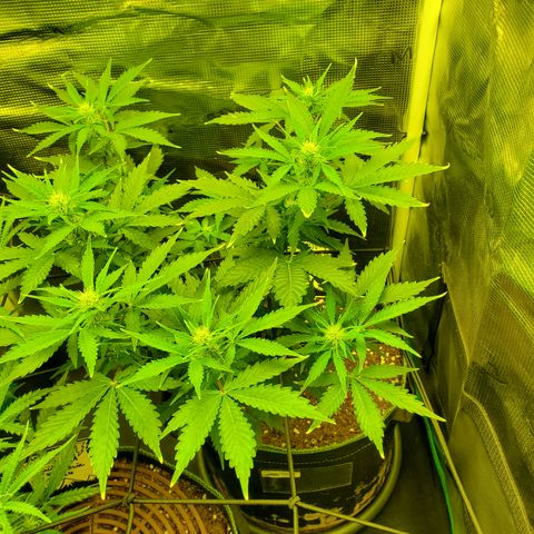 Amaretto Tarmac #1 growlog timeline photo