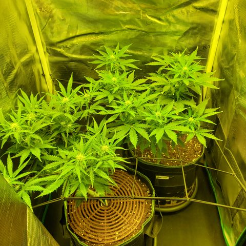 Tropical Zmoothie #1 growlog timeline photo