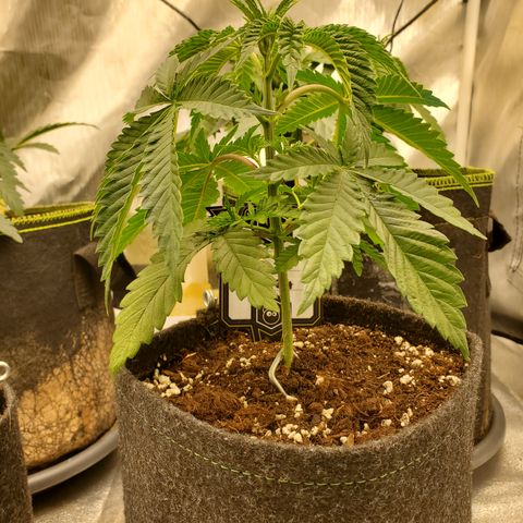 Lemon Cherry Gelato #1 growlog timeline photo