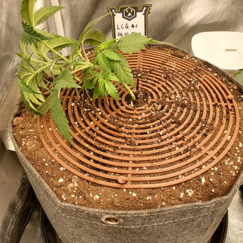 Lemon Cherry Gelato #1 growlog timeline photo