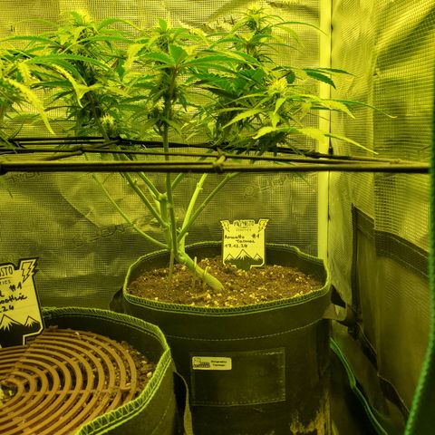 Amaretto Tarmac #1 growlog timeline photo