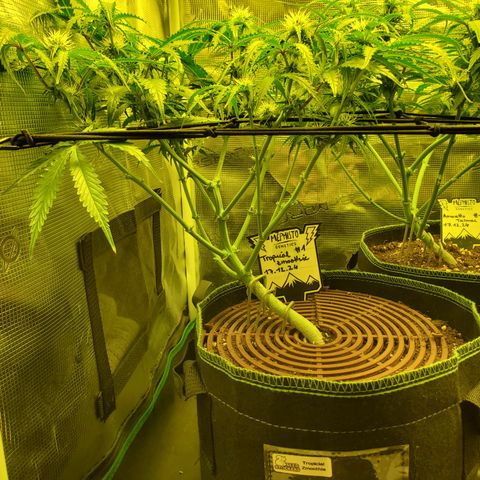 Tropical Zmoothie #1 growlog timeline photo