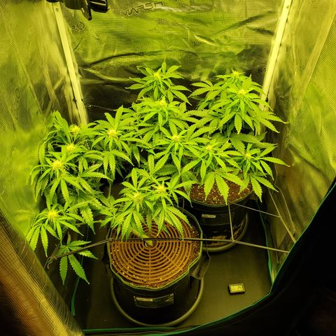Tropical Zmoothie #1 growlog timeline photo