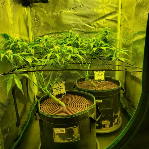 Tropical Zmoothie #1 growlog timeline photo