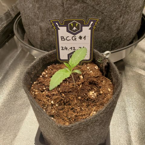 Black Cherry Gushers #1 growlog timeline photo