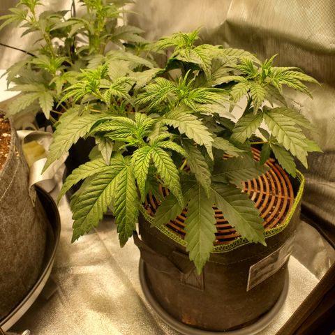 Beary Oreoz  #2 growlog timeline photo