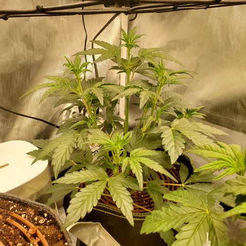 Beary Oreoz  #3 growlog timeline photo