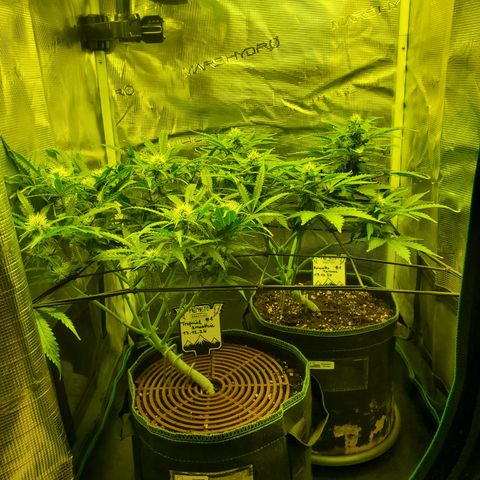 Tropical Zmoothie #1 growlog timeline photo