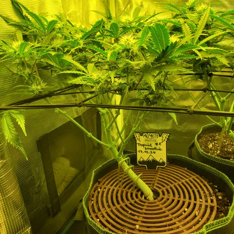 Tropical Zmoothie #1 growlog timeline photo