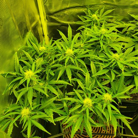 Tropical Zmoothie #1 growlog timeline photo