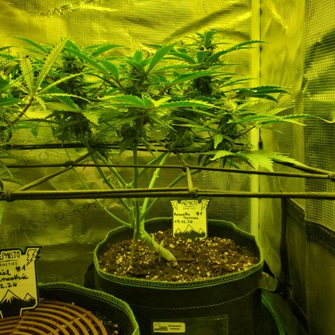 Amaretto Tarmac #1 growlog timeline photo