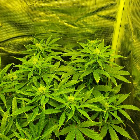 Amaretto Tarmac #1 growlog timeline photo