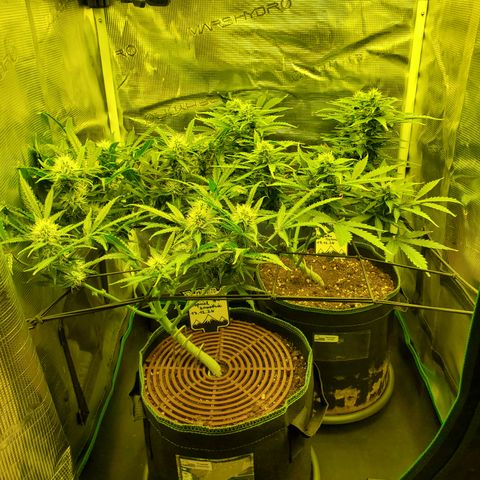 Tropical Zmoothie #1 growlog timeline photo