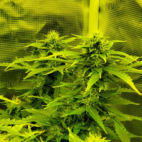 Amaretto Tarmac #1 growlog timeline photo