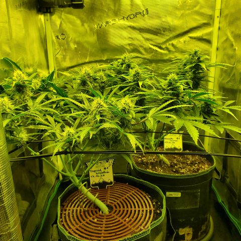 Amaretto Tarmac #1 growlog timeline photo
