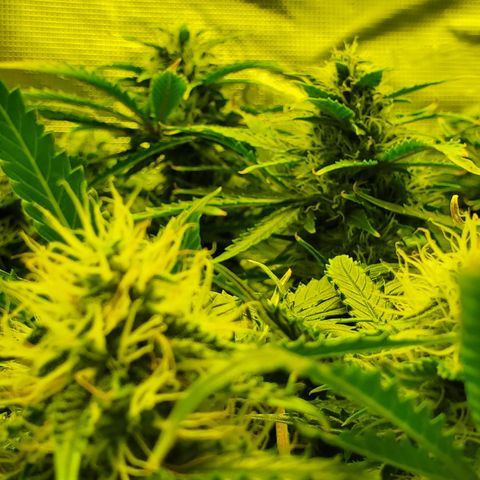 Tropical Zmoothie #1 growlog timeline photo
