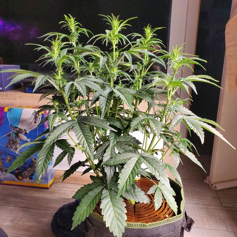 Beary Oreoz  #2 growlog timeline photo