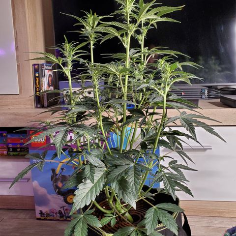 Beary Oreoz  #3 growlog timeline photo