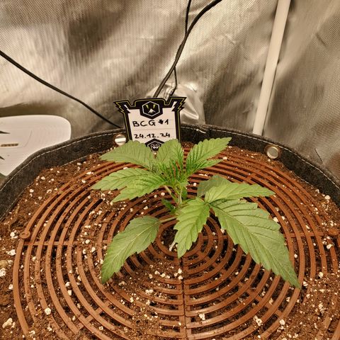 Black Cherry Gushers #1 growlog timeline photo