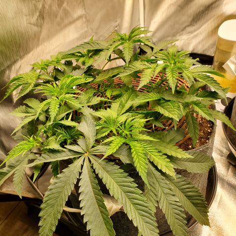 Lemon Cherry Gelato #1 growlog timeline photo