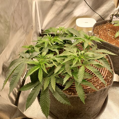 Lemon Cherry Gelato #1 growlog timeline photo