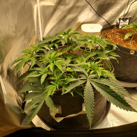 Lemon Cherry Gelato #1 growlog timeline photo